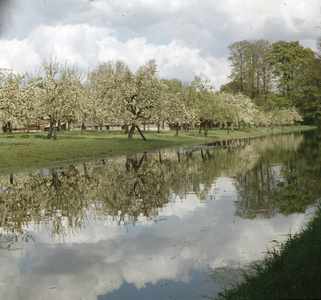 824493 Afbeelding van een bloeiende boomgaard langs de Kromme Rijn.